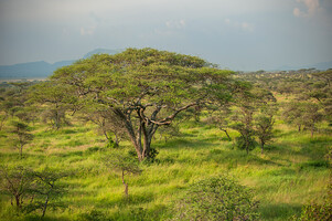 Tanzanie 2